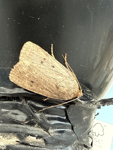 Mouse Moth