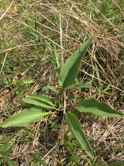 Arnoglossum plantagineum