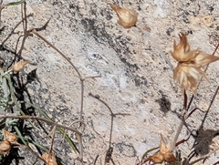 Phagnalon sordidum, photograph author not stated, no rights reserved