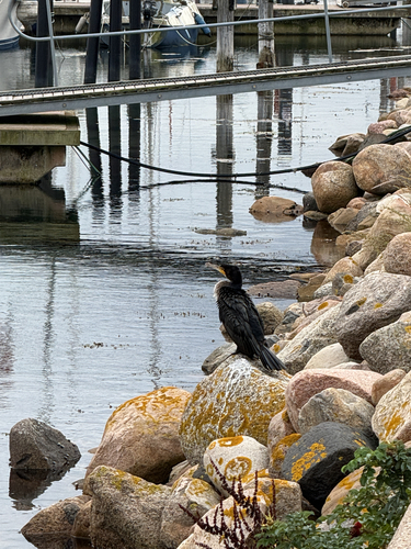 Great Cormorant