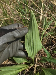 Arnoglossum plantagineum