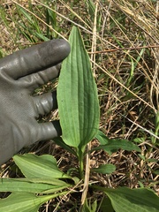 Arnoglossum plantagineum