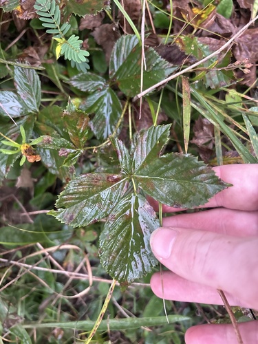 Fuller's bristly dewberry
