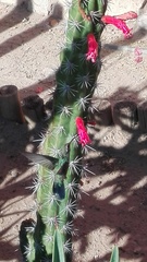 Cynanthus latirostris