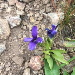 Gentianopsis barbellata