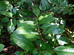 Vochysia gentryi