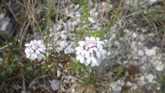Iberis linifolia violletii