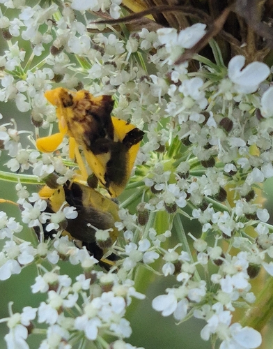 Jagged Ambush Bug