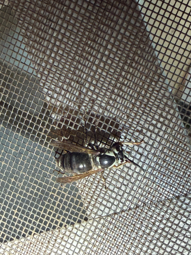 Bald-faced Hornet