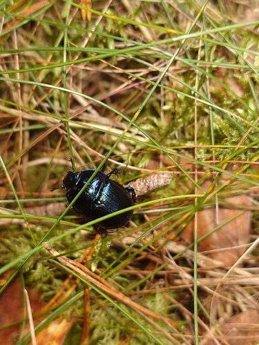 Woodland Dor Beetle