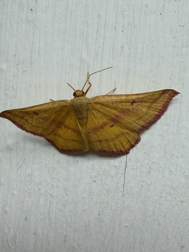 Chickweed Geometer Moth