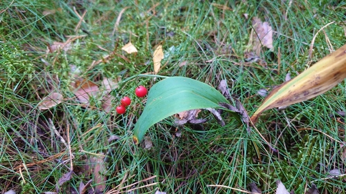 European lily of the valley