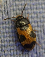 Mycetophagus punctatus