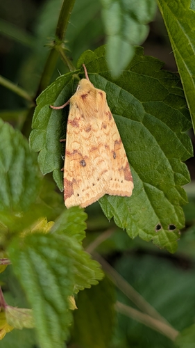 The Sallow