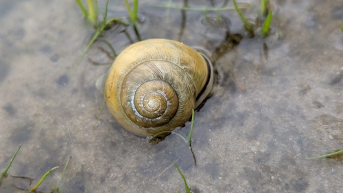 Brown-lipped Snail