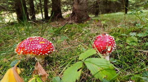 Fly Agaric