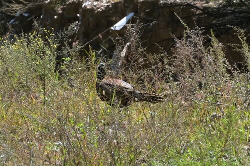 Ring-necked Pheasant