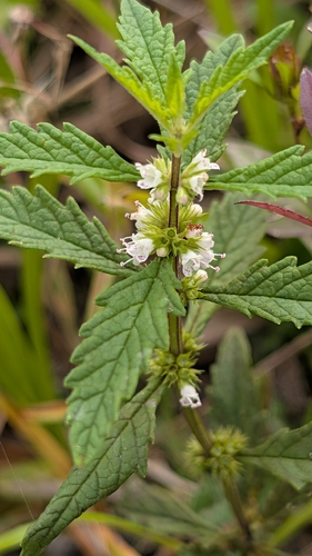 European water-horehound