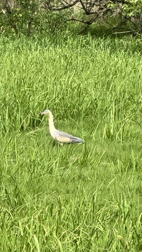 Whistling Heron