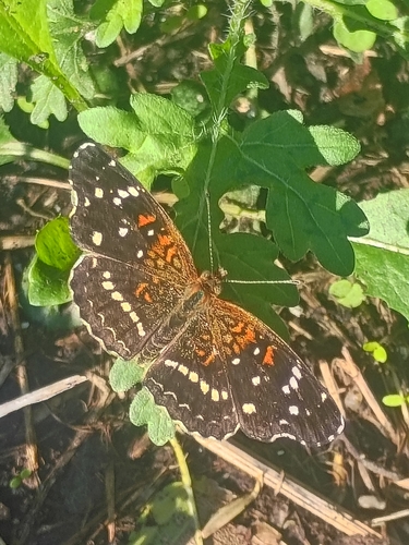 Texan Crescent