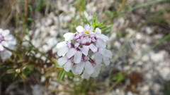 Iberis linifolia violletii