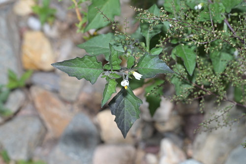 black nightshade