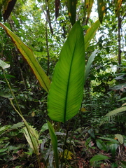Calathea platystachya