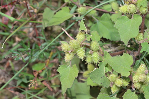 rough cocklebur