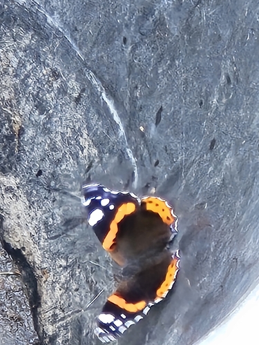 Red Admiral