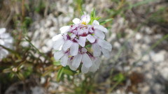 Iberis linifolia violletii