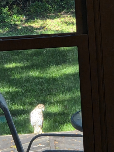 Cooper's Hawk