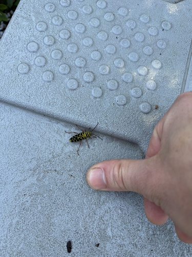 Locust Borer
