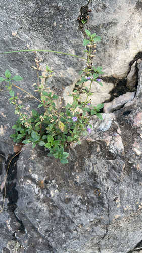 basil-thyme