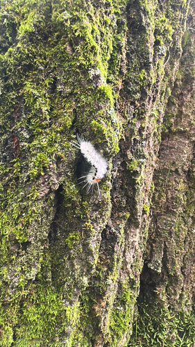Hickory Tussock Moth