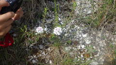 Iberis linifolia violletii