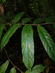 Tetrathylacium macrophyllum