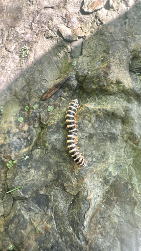 Arthrophaga myriapodina