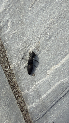 Devil's Coach Horse Beetle