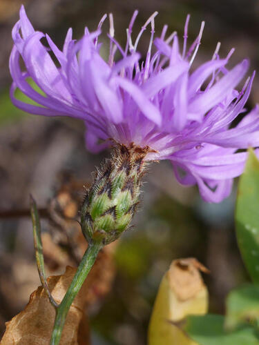 spotted knapweed