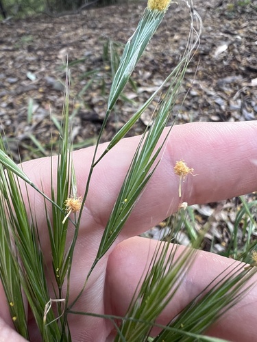 Bromus madritensis, photograph 3
