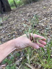 (c) Jared Shorma, some rights reserved (CC BY) Bromus madritensis, photograph (c) Jared Shorma, some rights reserved (CC BY)