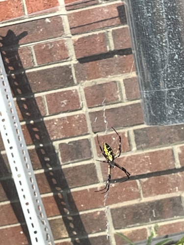 Yellow Garden Spider