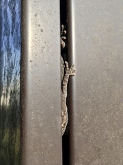 Gekko japonicus