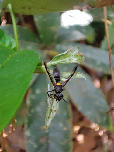 Polybia jurinei