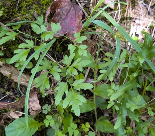 Lygodium japonicum, photograph 5