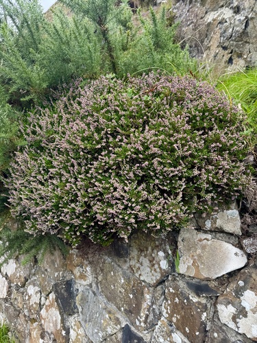 common heather