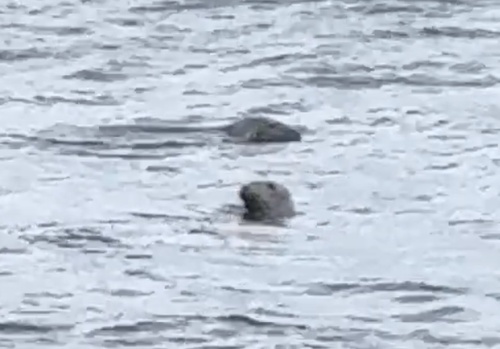 Grey Seal