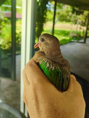 Asian Emerald Dove (Common)