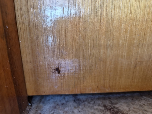 Brown Spitting Spider
