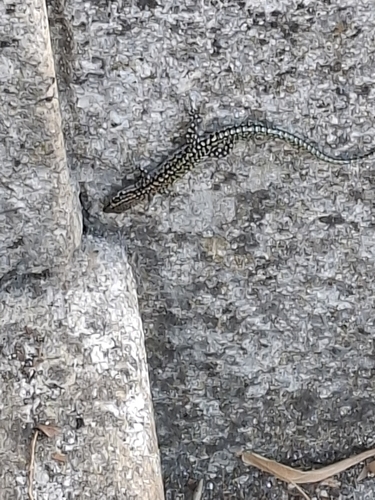 Podarcis lusitanicus